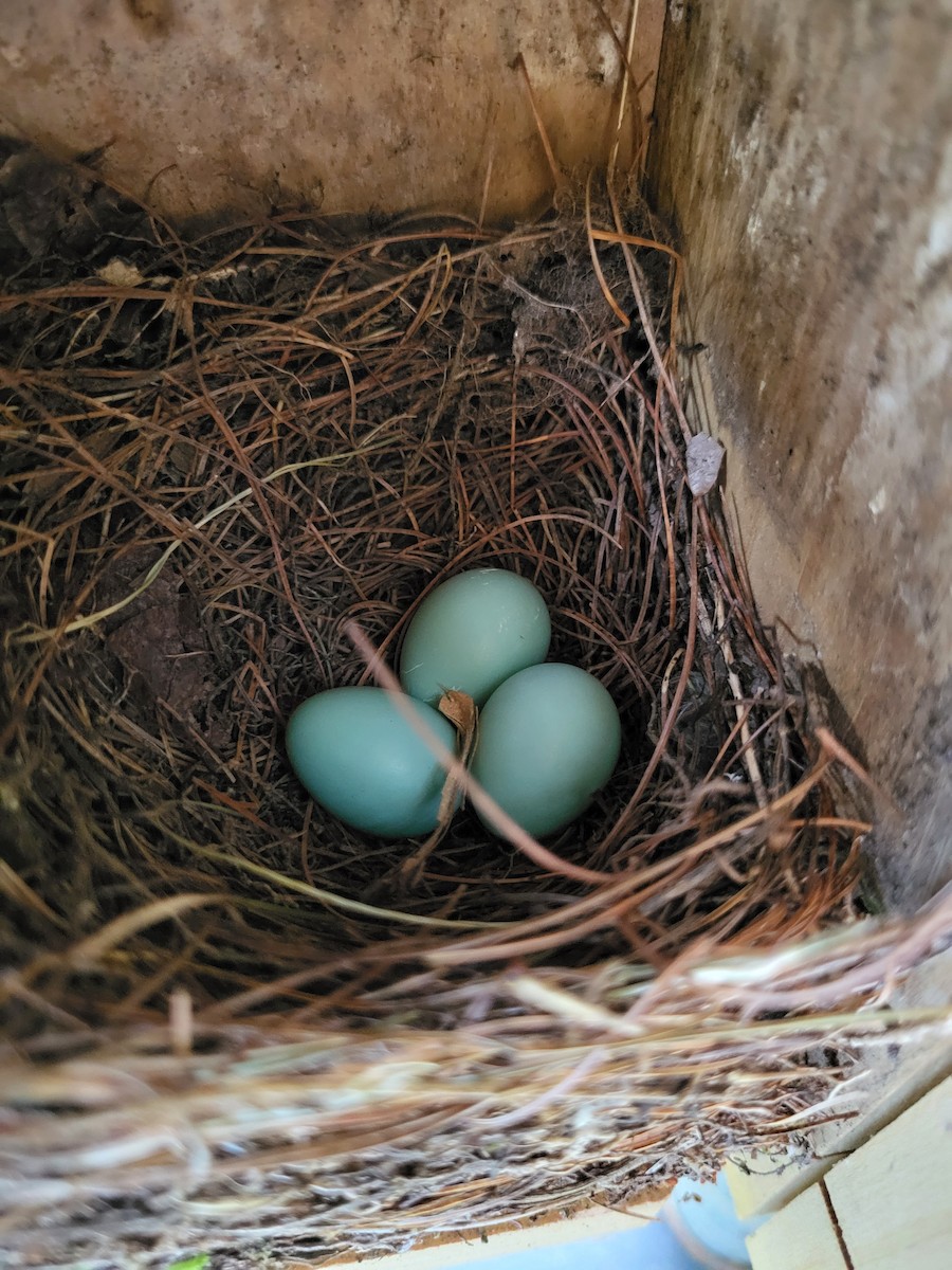 Eastern Bluebird - ML638421071