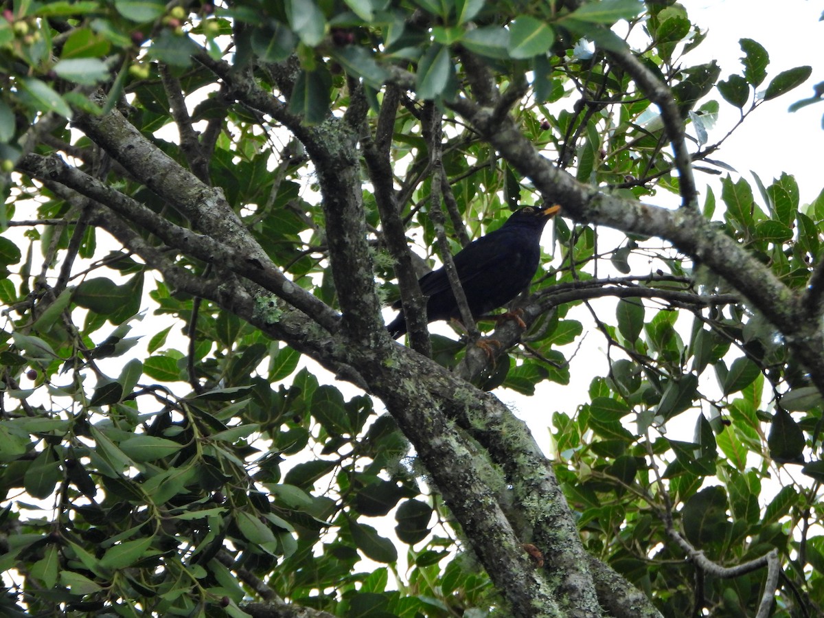 Glossy-black Thrush - ML638421086