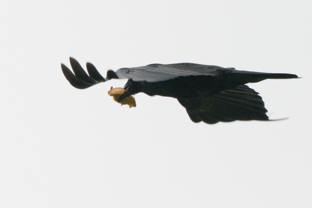 Amerikakrähe - ML638421088