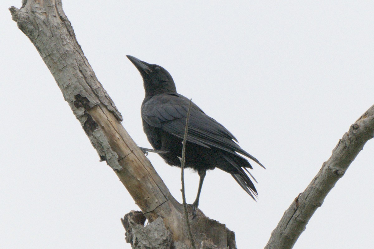 Amerikakrähe - ML638421090