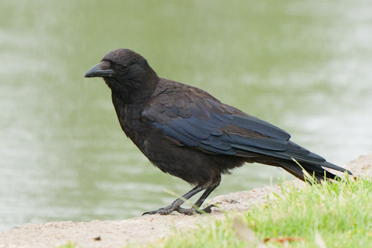 Amerikakrähe - ML638421091