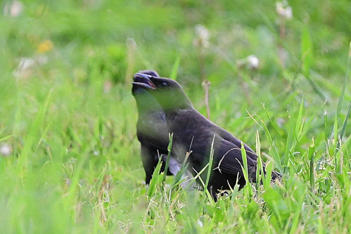 Common Grackle - ML638421117