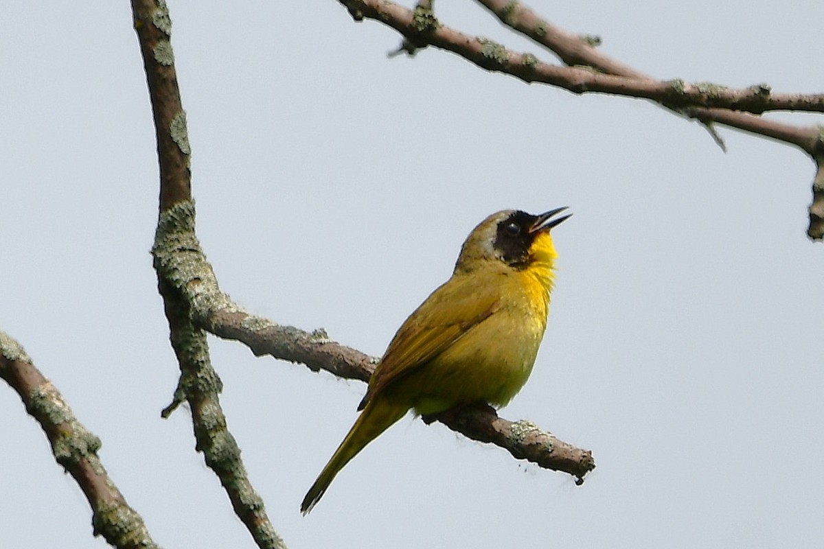 Common Yellowthroat - ML638421142