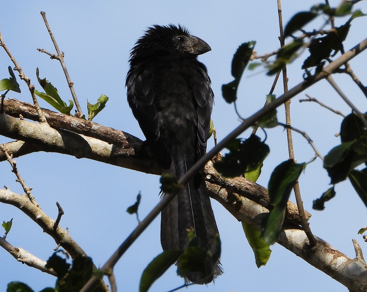 Smooth-billed Ani - ML638421211