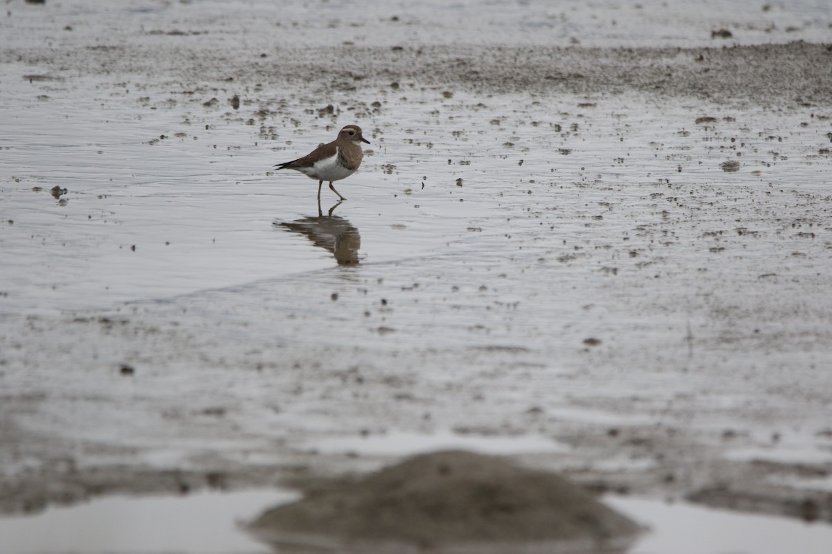 Rufous-chested Dotterel - ML638421212