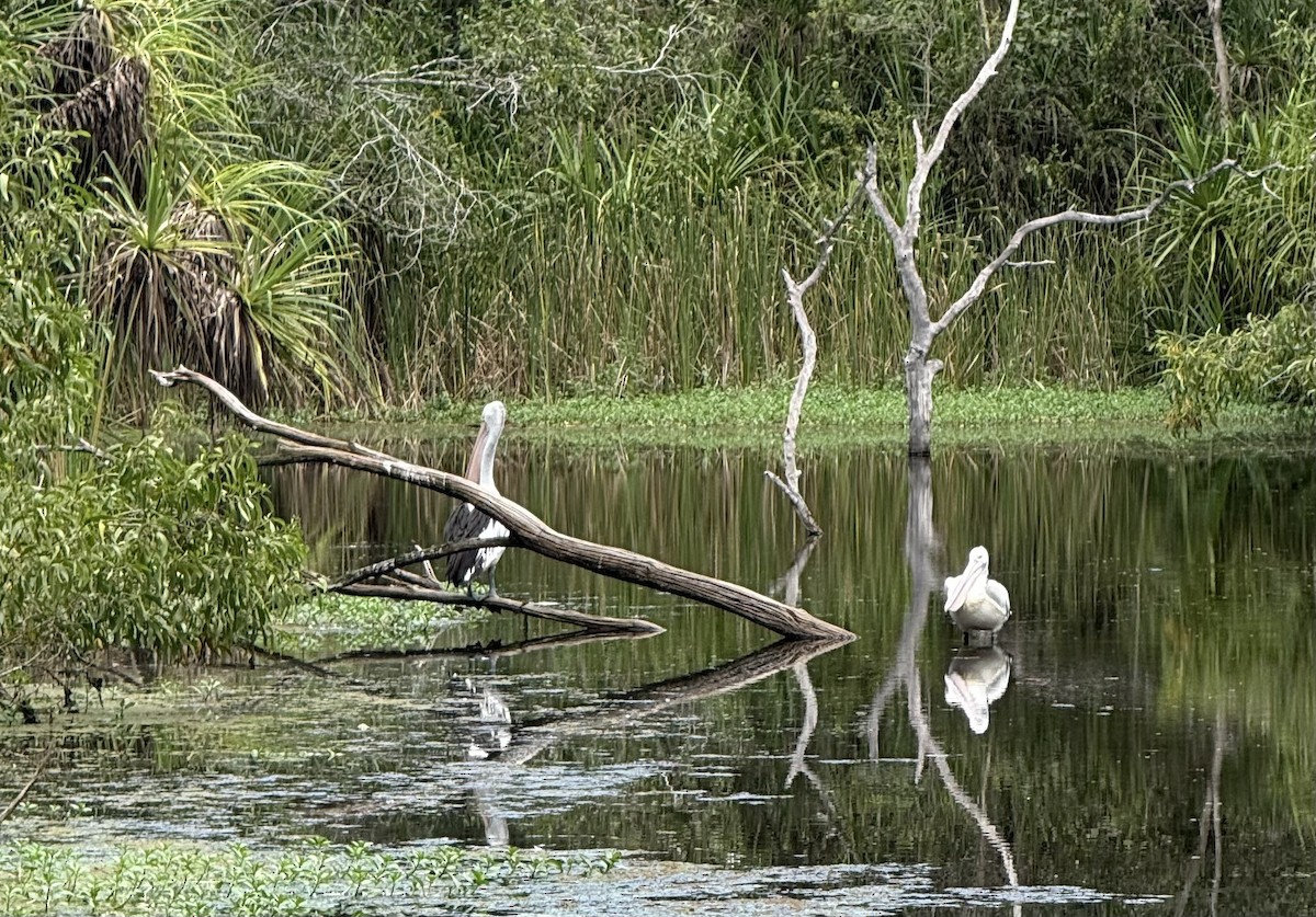 Australian Pelican - ML638421251