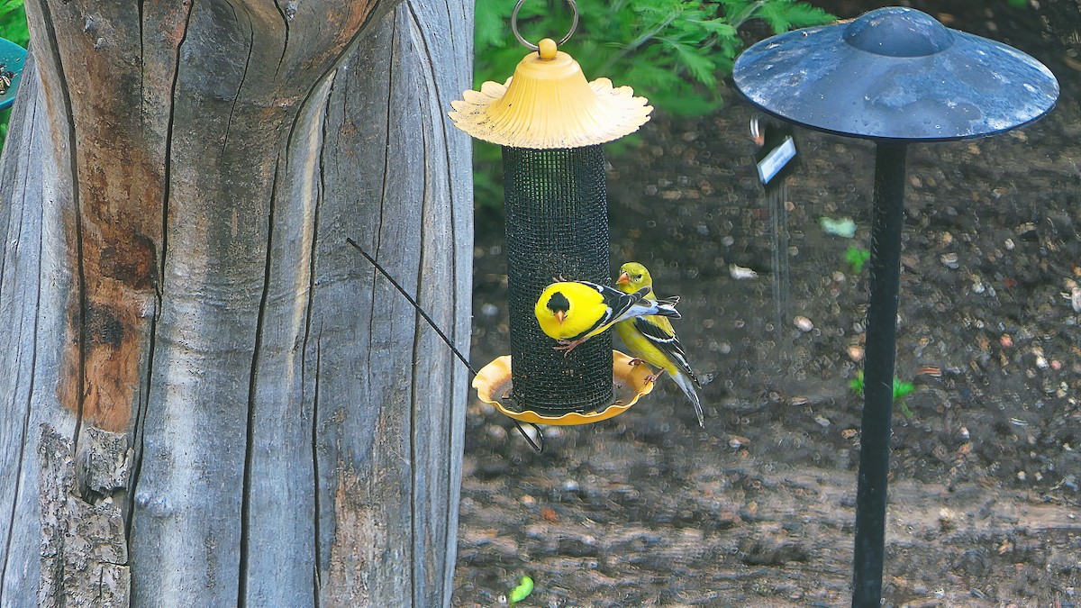 American Goldfinch - ML638421269