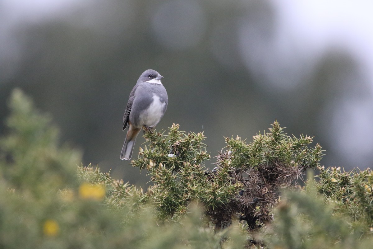 Diuca Finch - ML638421270