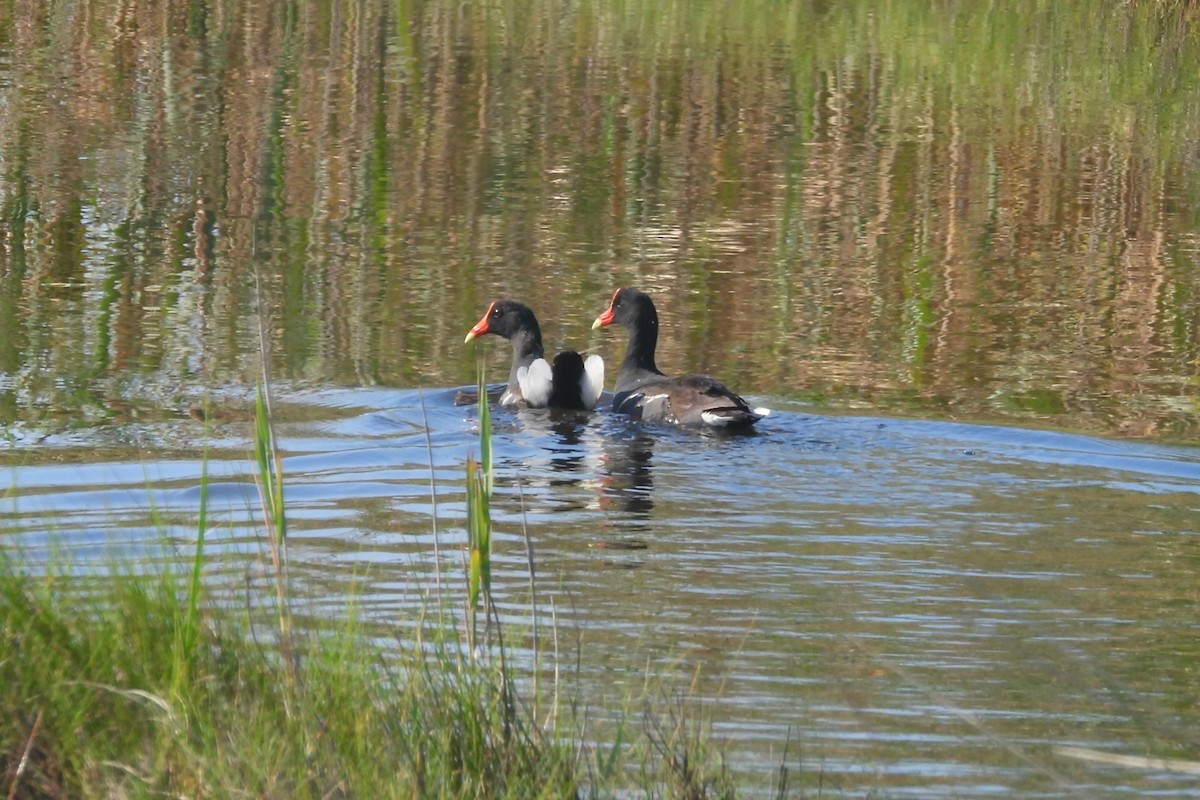 Common Gallinule - ML638421278