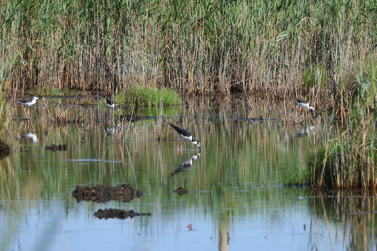 Black-necked Stilt - ML638421298