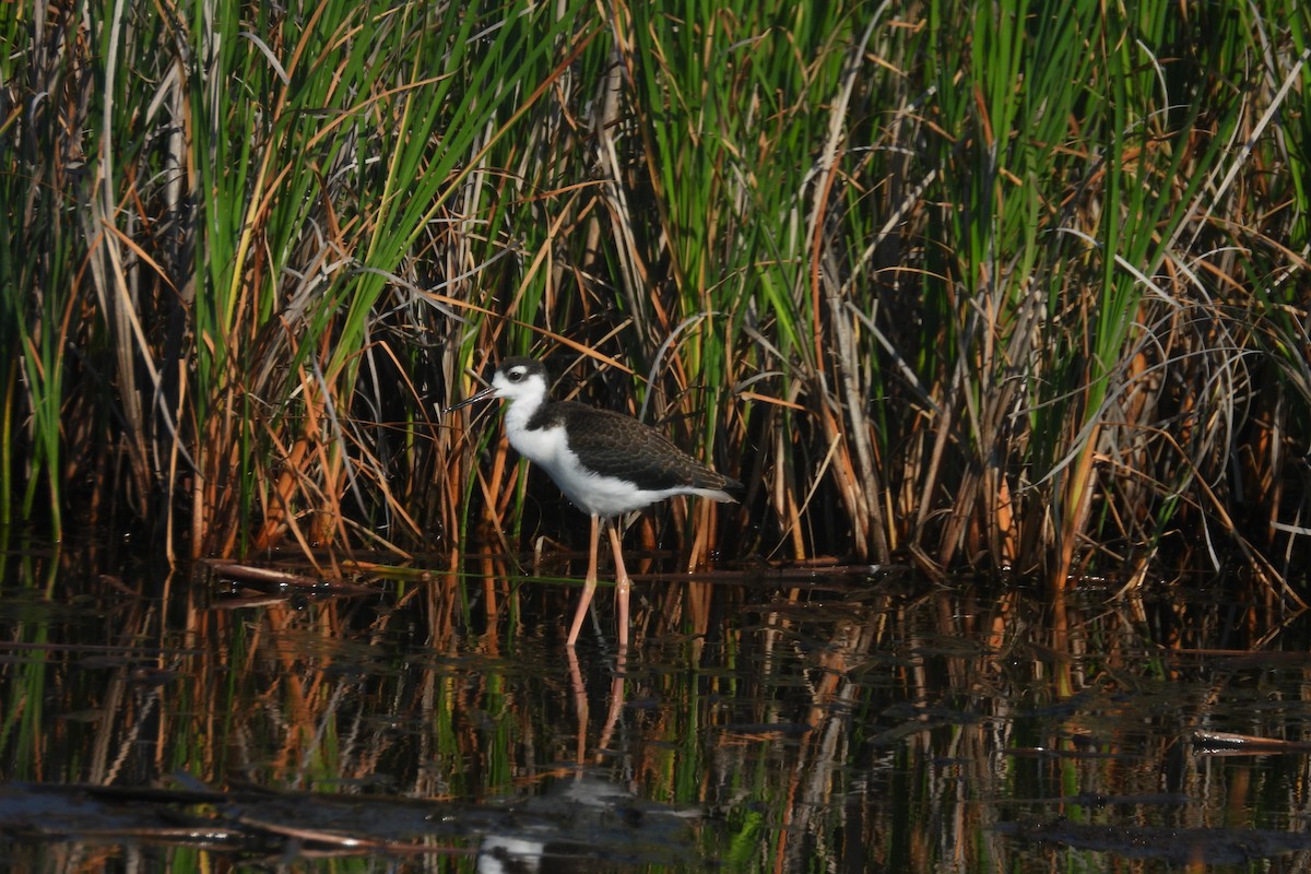 Black-necked Stilt - ML638421299