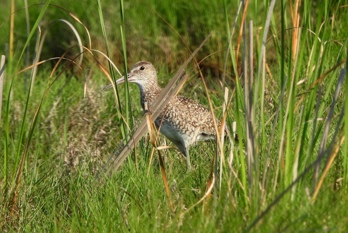 Willet - ML638421305