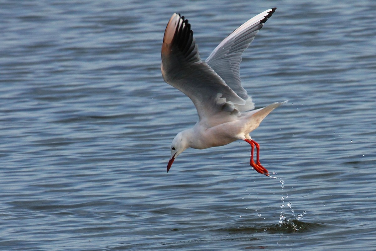 Slender-billed Gull - ML63842131