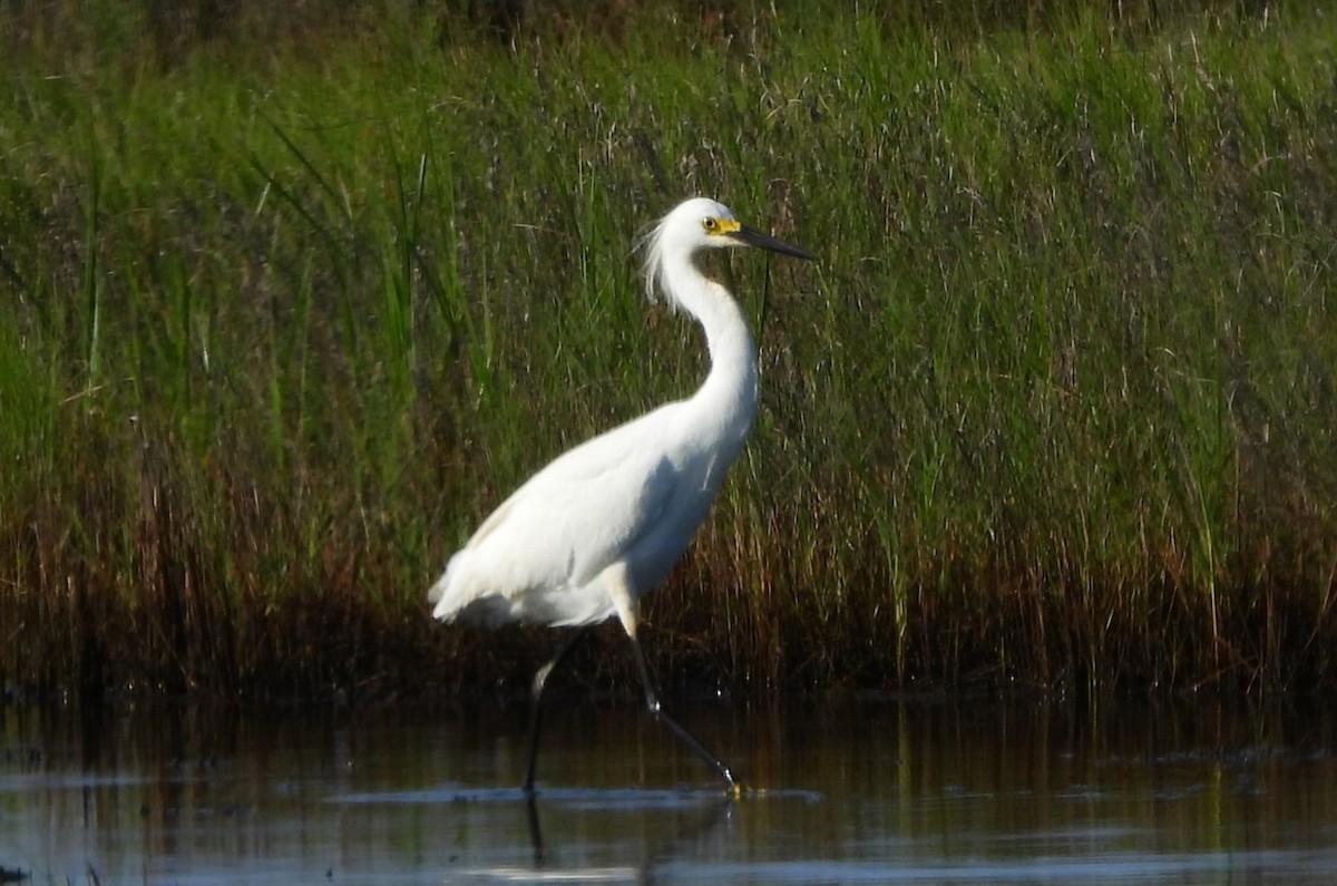 Snowy Egret - ML638421323