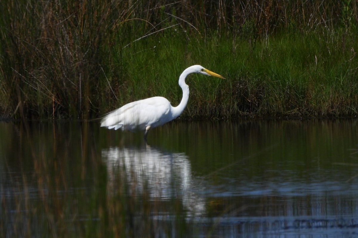 Great Egret - ML638421331