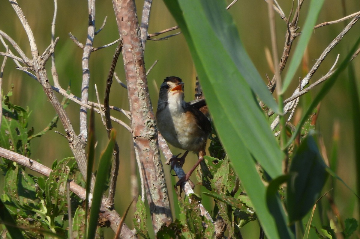 Marsh Wren - ML638421357