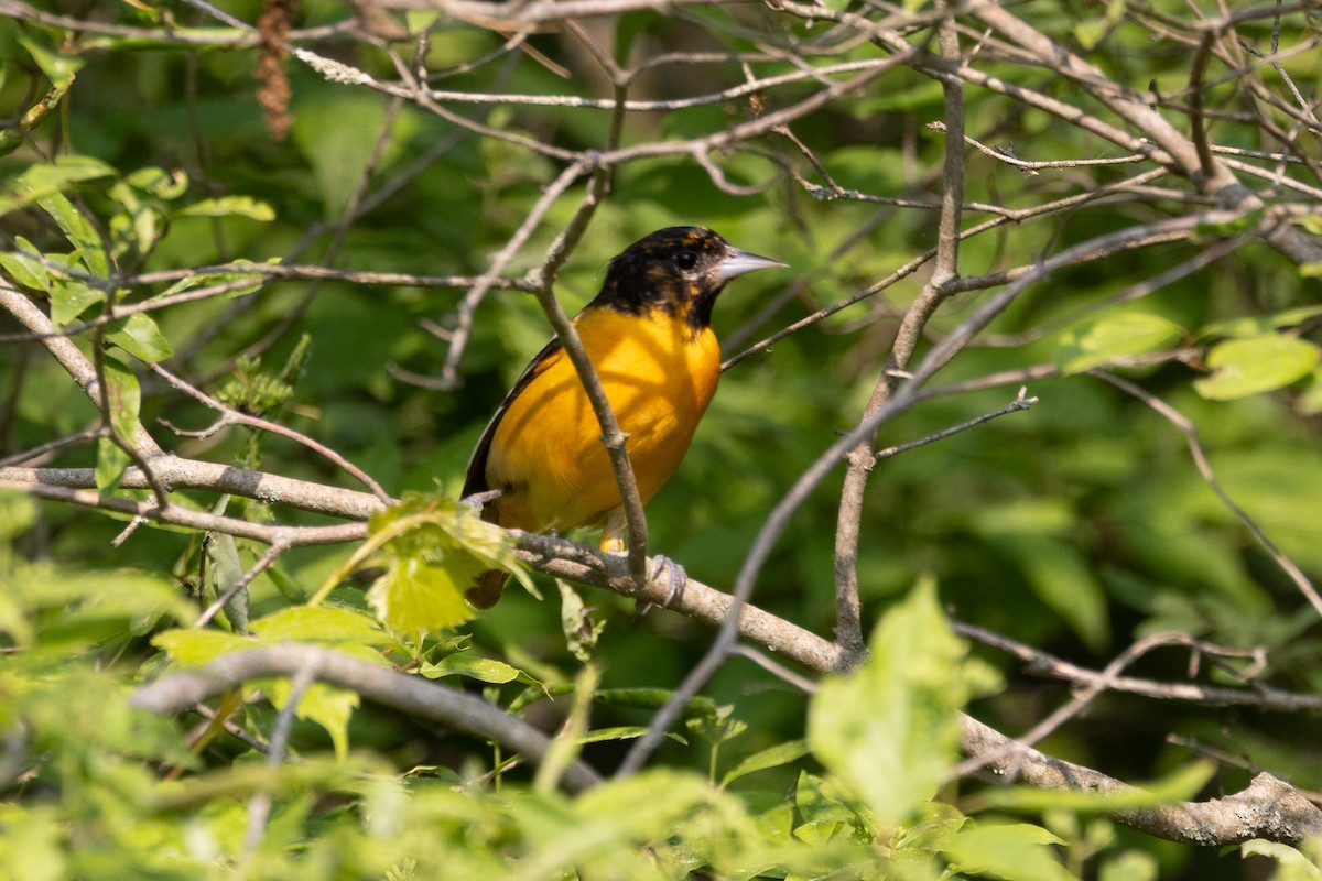 Turpial de Baltimore - ML638421365
