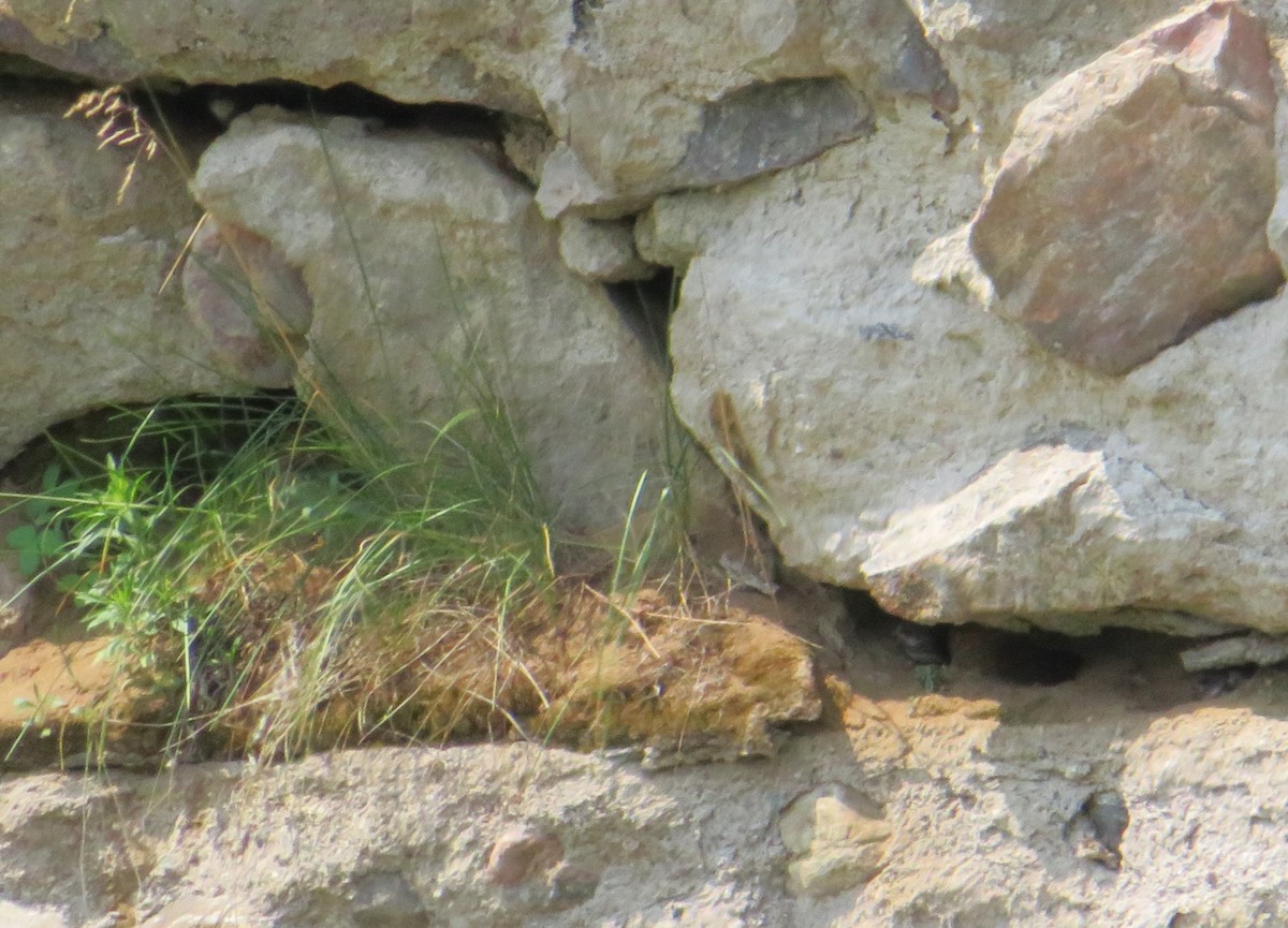 Bank Swallow - ML638421370