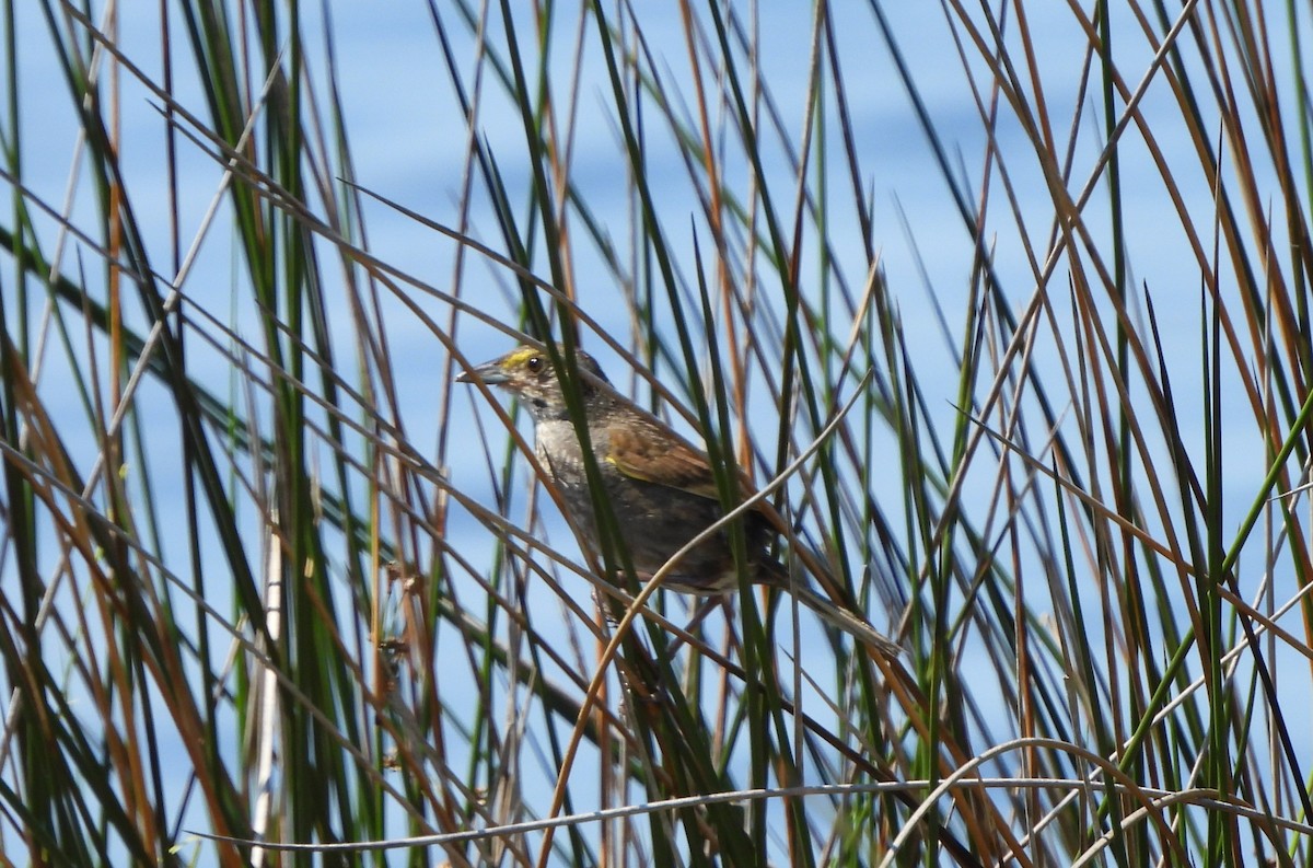 Seaside Sparrow - ML638421378