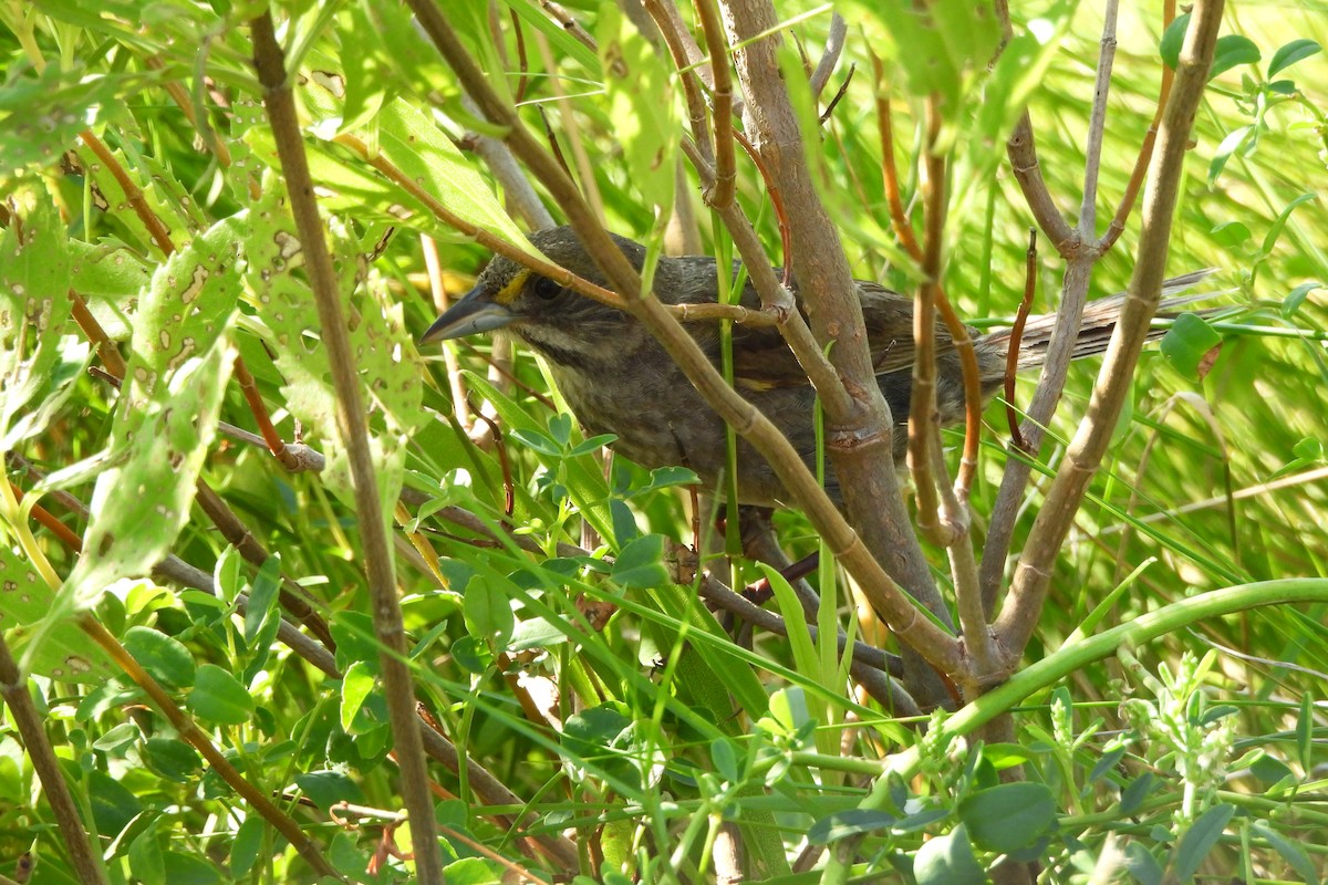 Seaside Sparrow - ML638421379