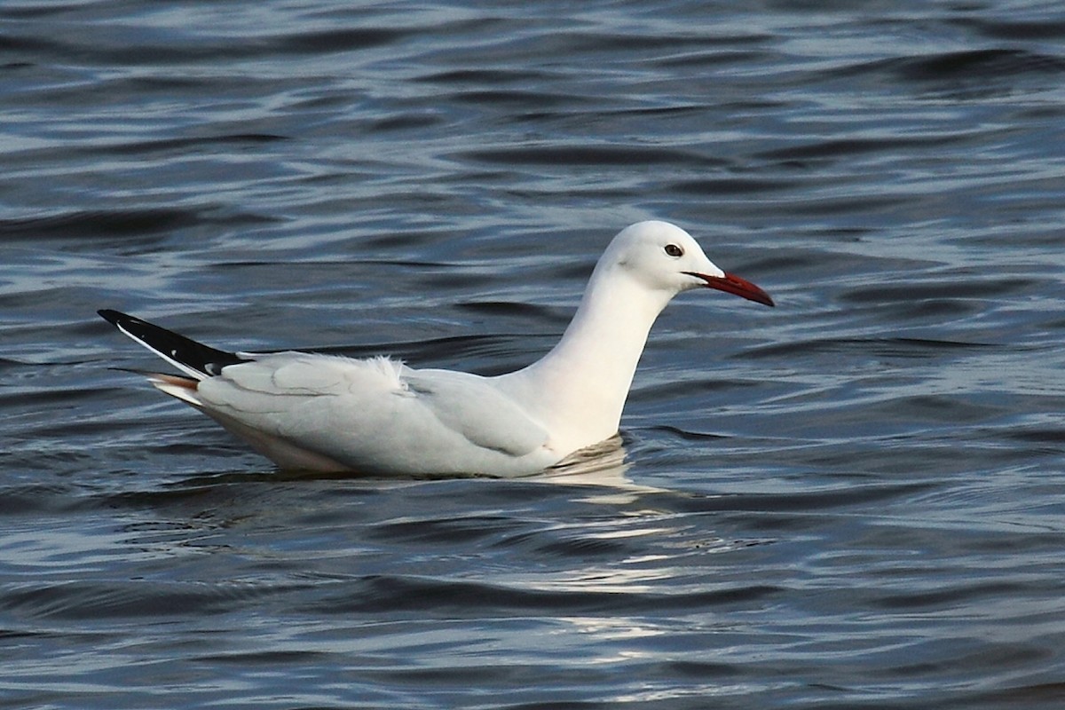 Slender-billed Gull - ML63842141