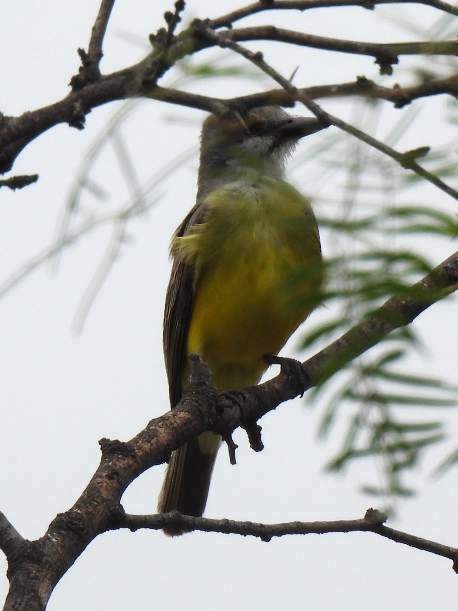 Couch's Kingbird - ML638421412