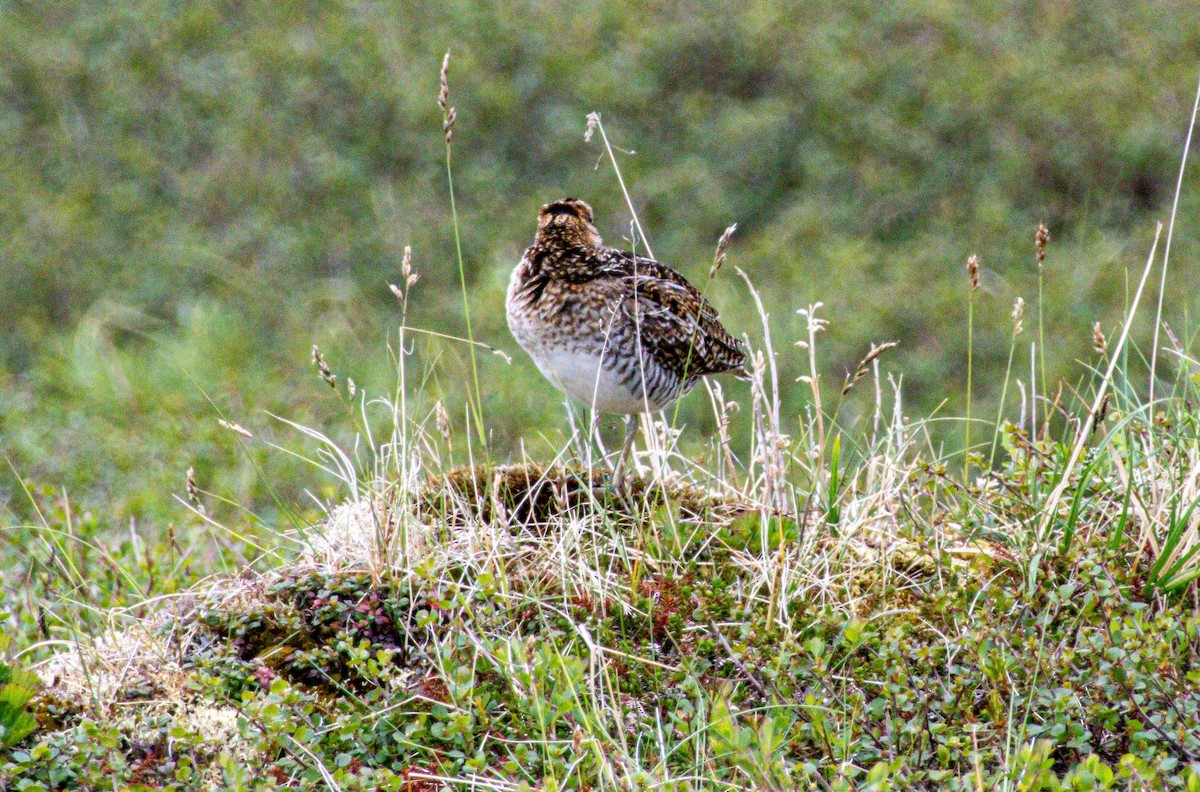 Wilson's Snipe - ML638421417