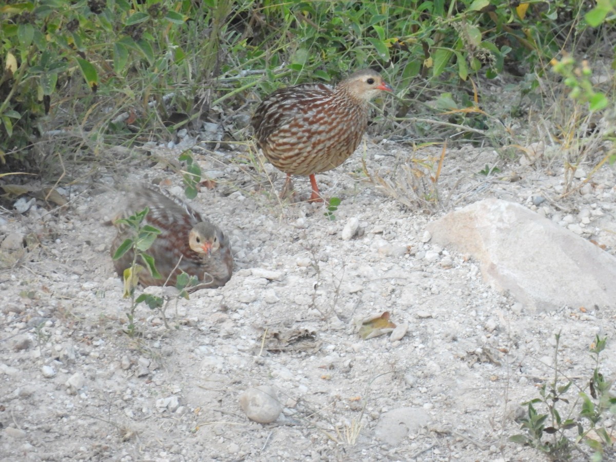 Gray-striped Spurfowl - ML638421418