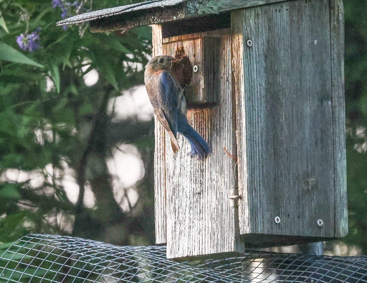 Eastern Bluebird - ML638421423