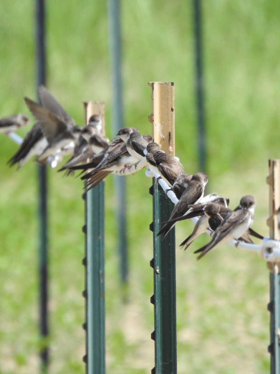 Bank Swallow - ML638421437