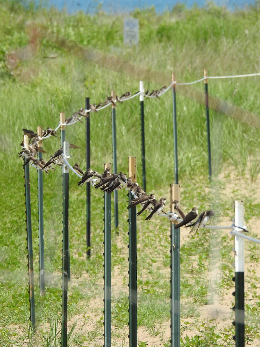 Bank Swallow - ML638421438