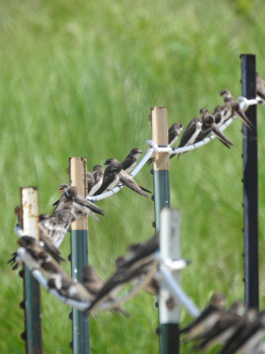 Bank Swallow - ML638421439