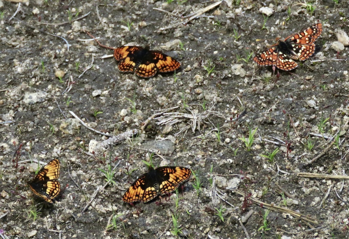 Animals - ML638421451