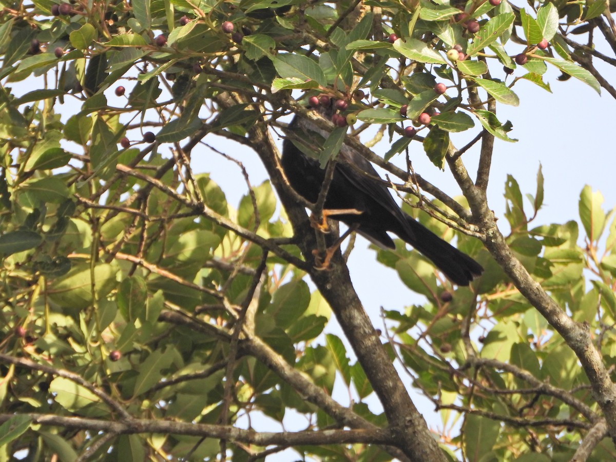 Glossy-black Thrush - ML638421452