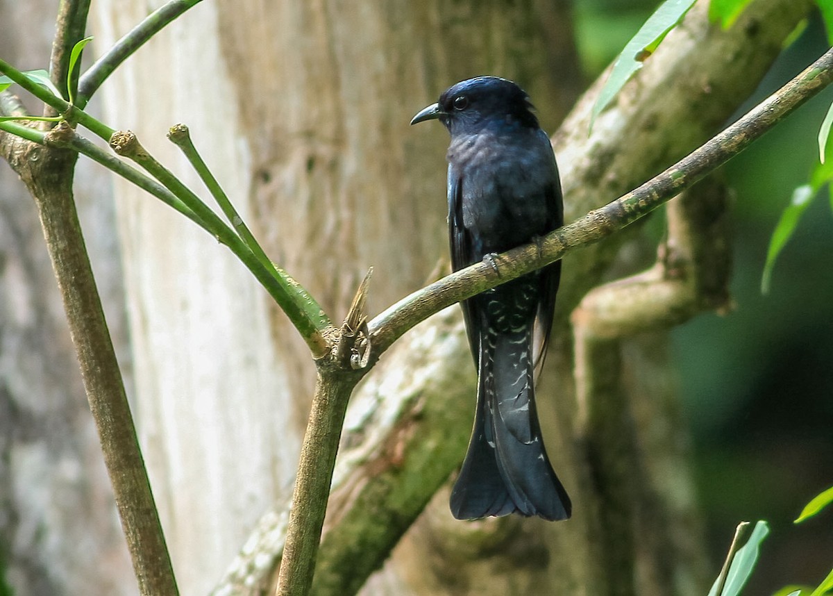 Square-tailed Drongo-Cuckoo - ML638421477