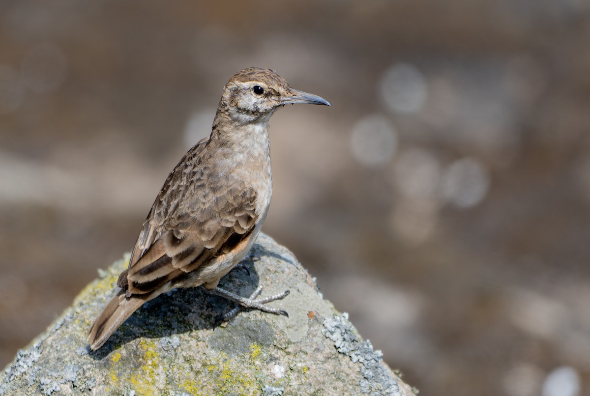 Thick-billed Miner - ML638421491
