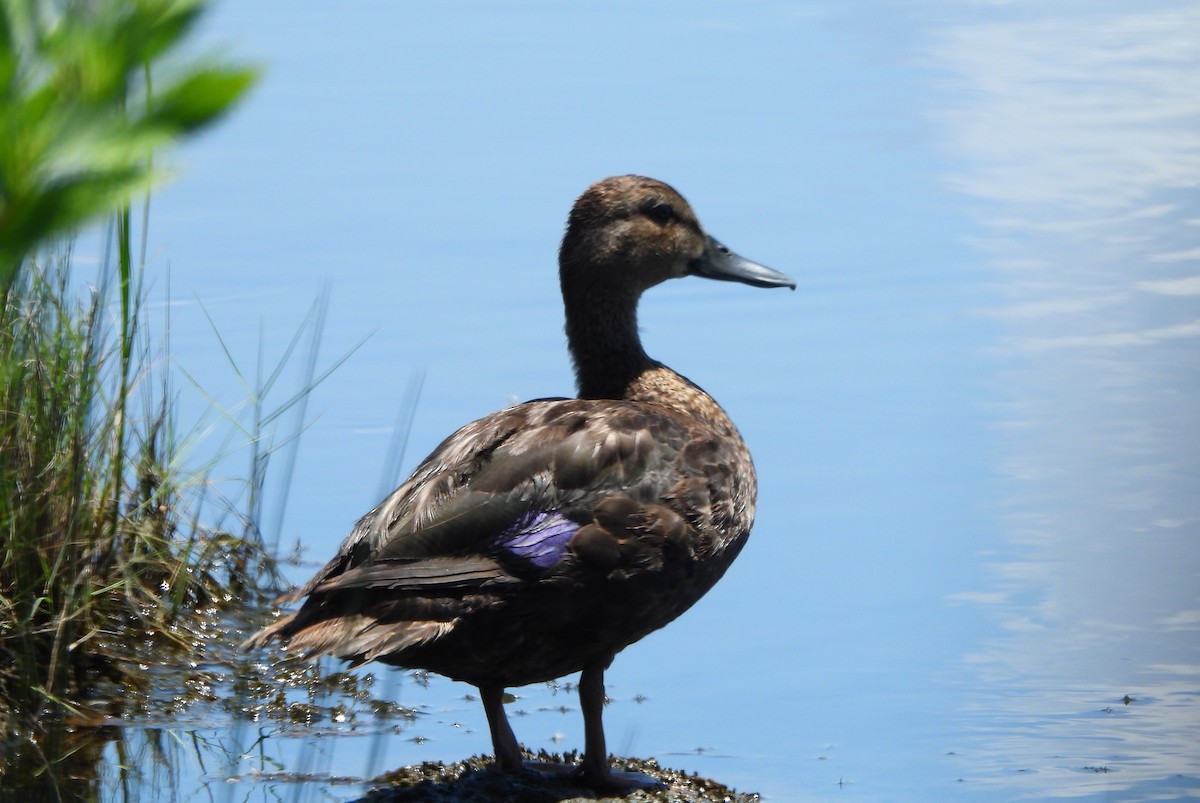 American Black Duck - ML638421508