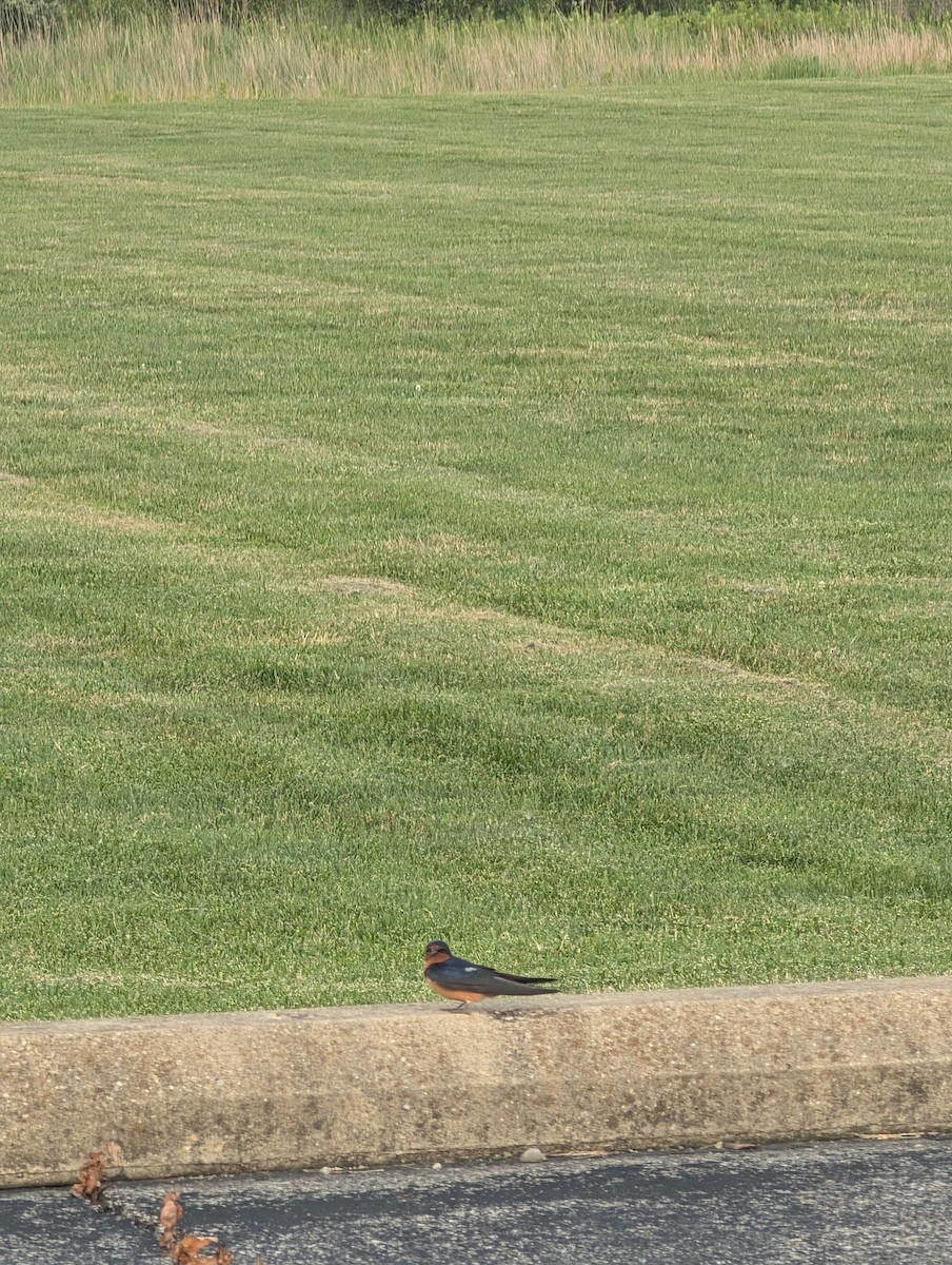 Barn Swallow (American) - ML638421538