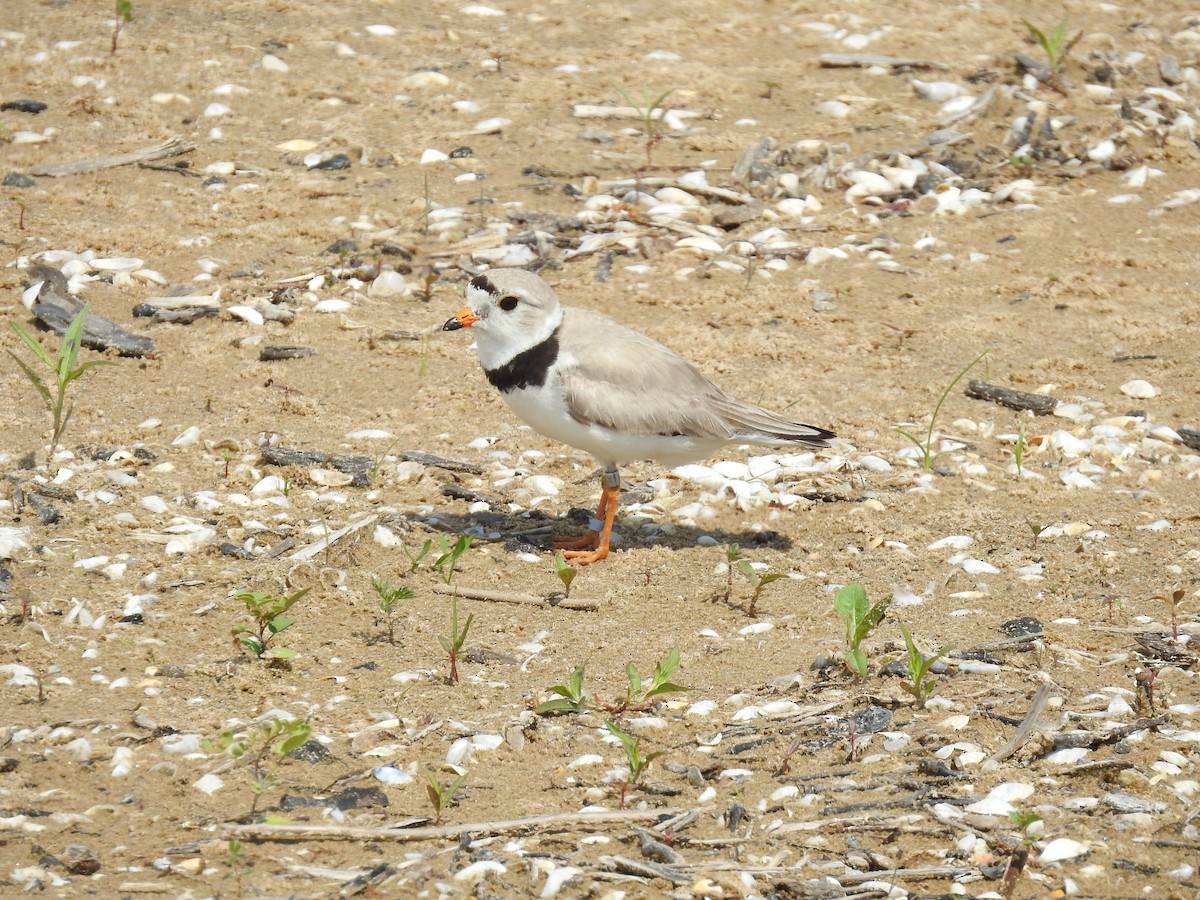 Piping Plover - ML638421567