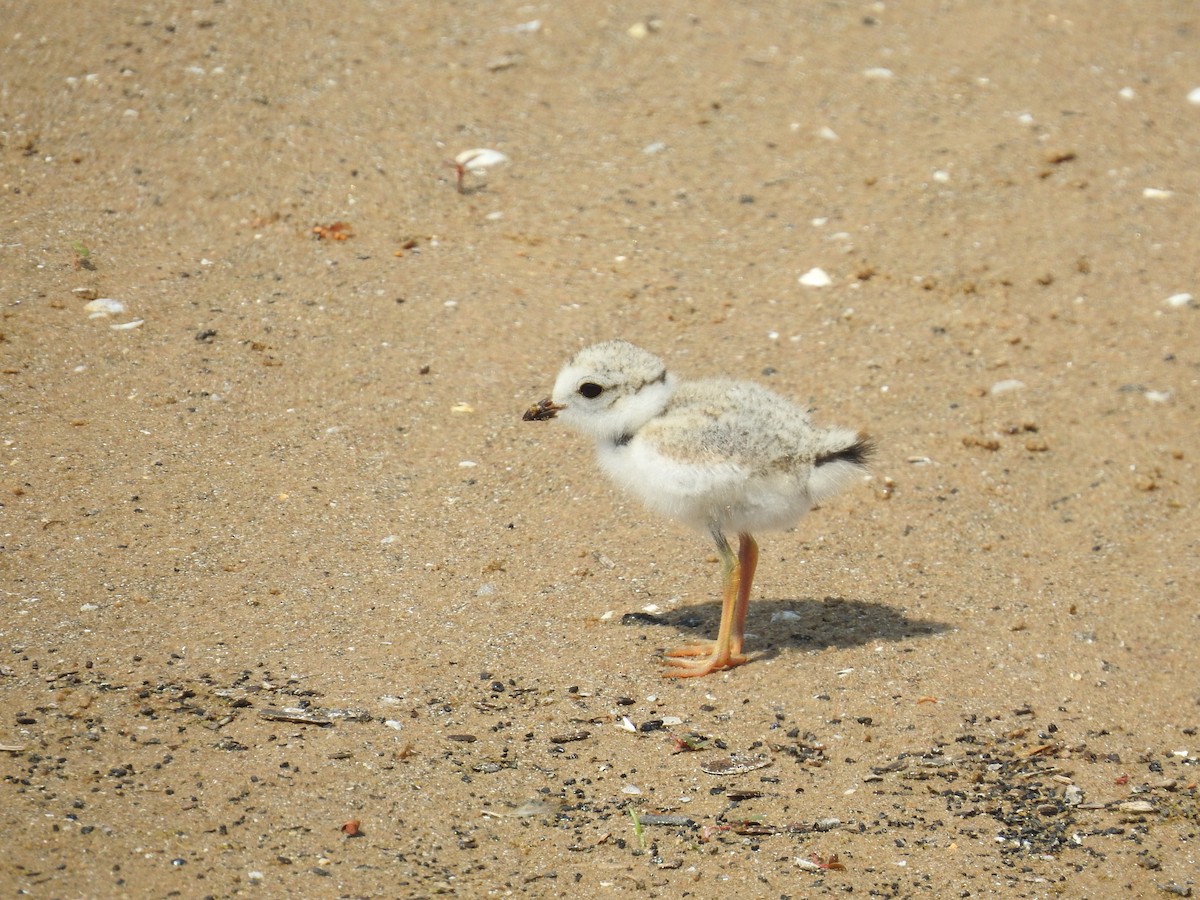 Piping Plover - ML638421568