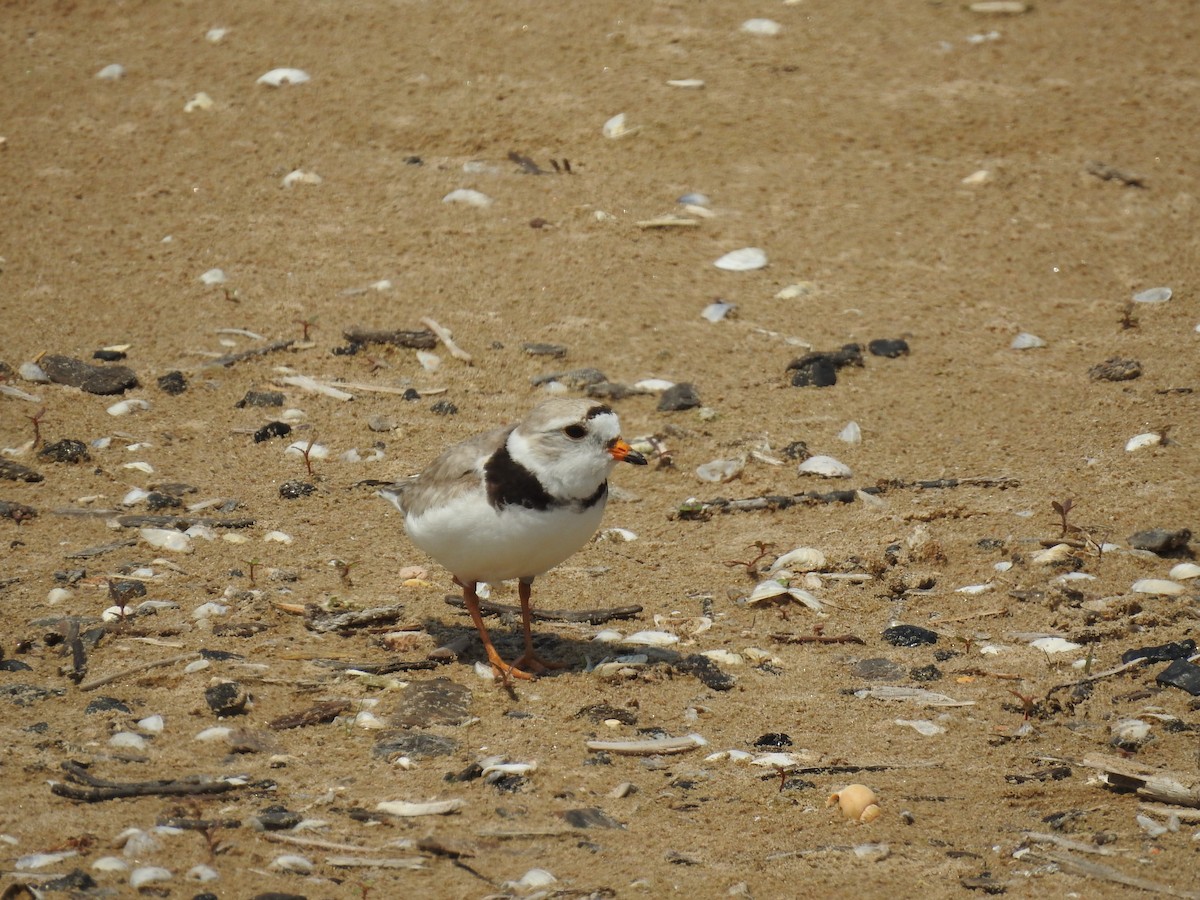Piping Plover - ML638421600