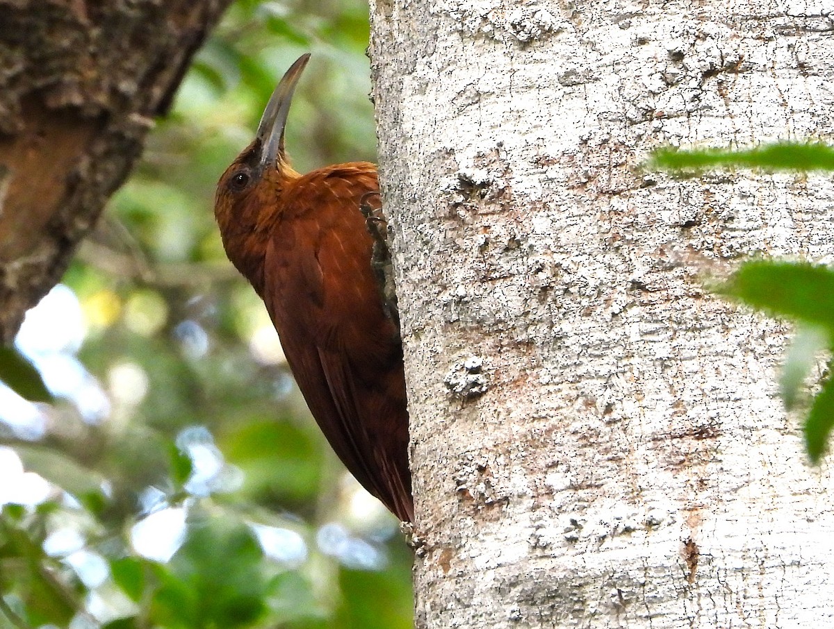 Great Rufous Woodcreeper - ML638421647