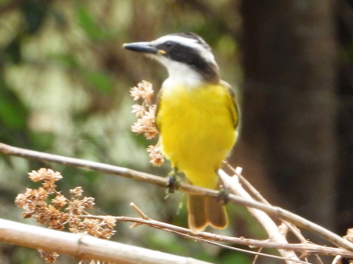 Great Kiskadee - ML638421655