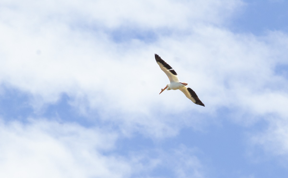 American White Pelican - ML638421671