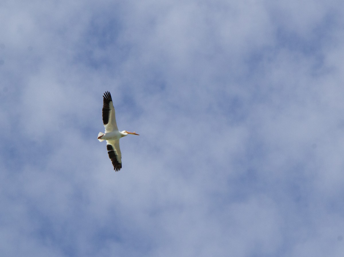 American White Pelican - ML638421672