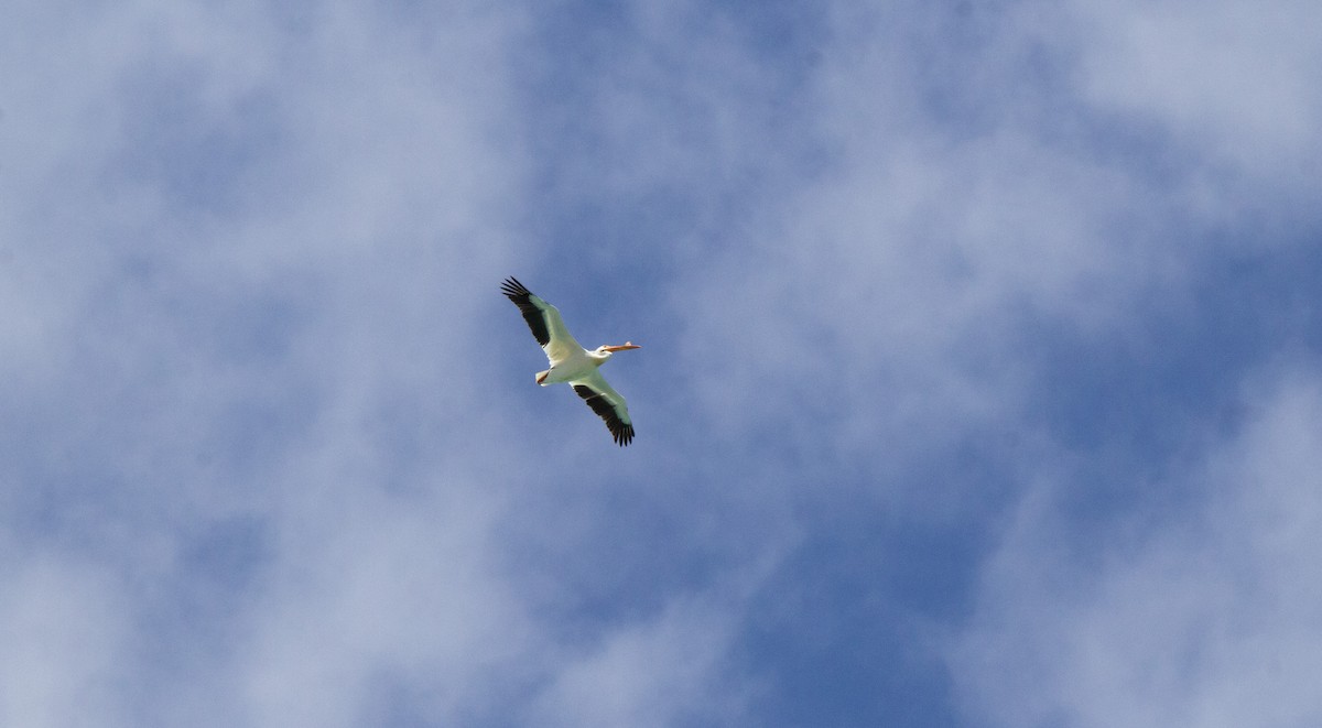 American White Pelican - ML638421673