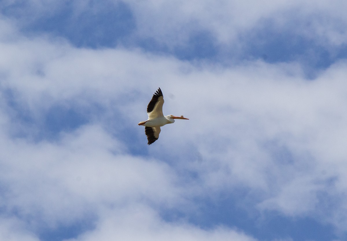 American White Pelican - ML638421674
