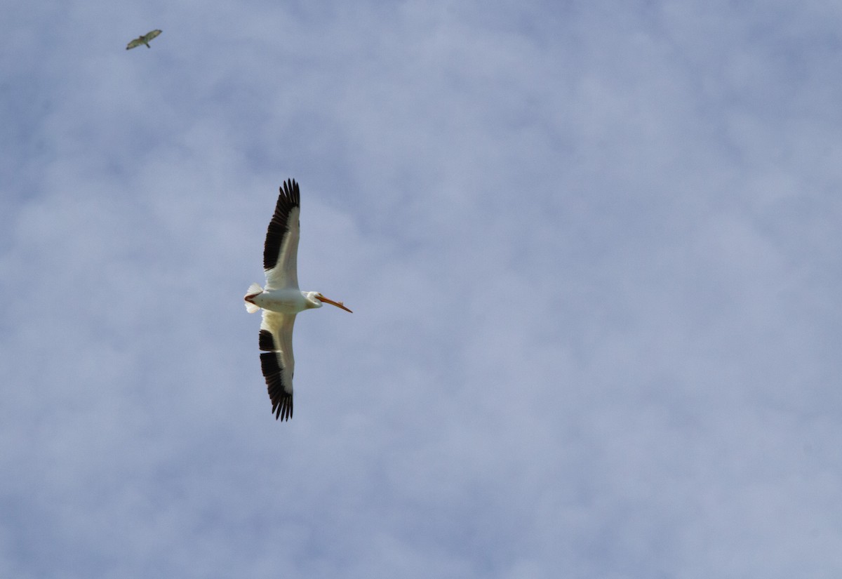 American White Pelican - ML638421675