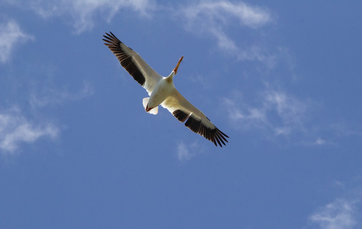 American White Pelican - ML638421676