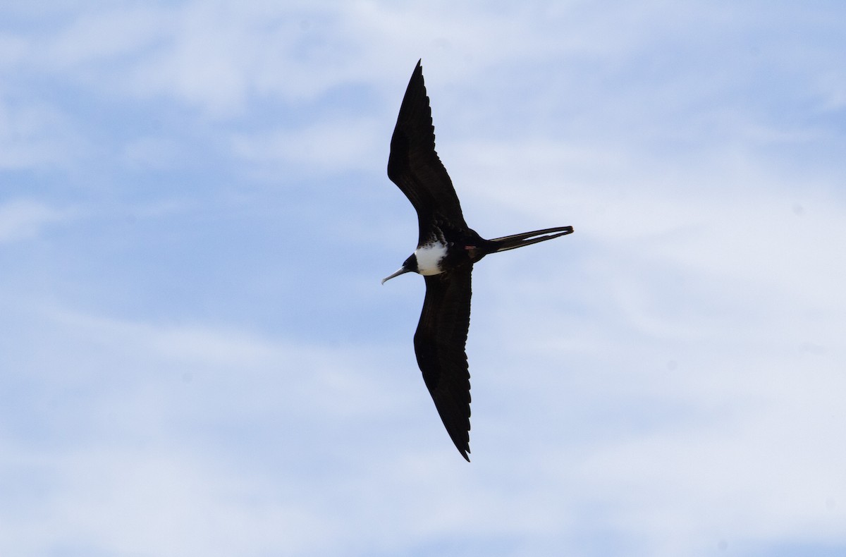 Magnificent Frigatebird - ML638421691